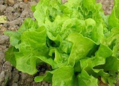 防控病蟲(chóng)害不一定非得噴灑農(nóng)藥，還可以？