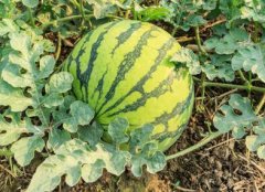 高性價(jià)比農(nóng)藥殘留速測儀，貴在哪里？